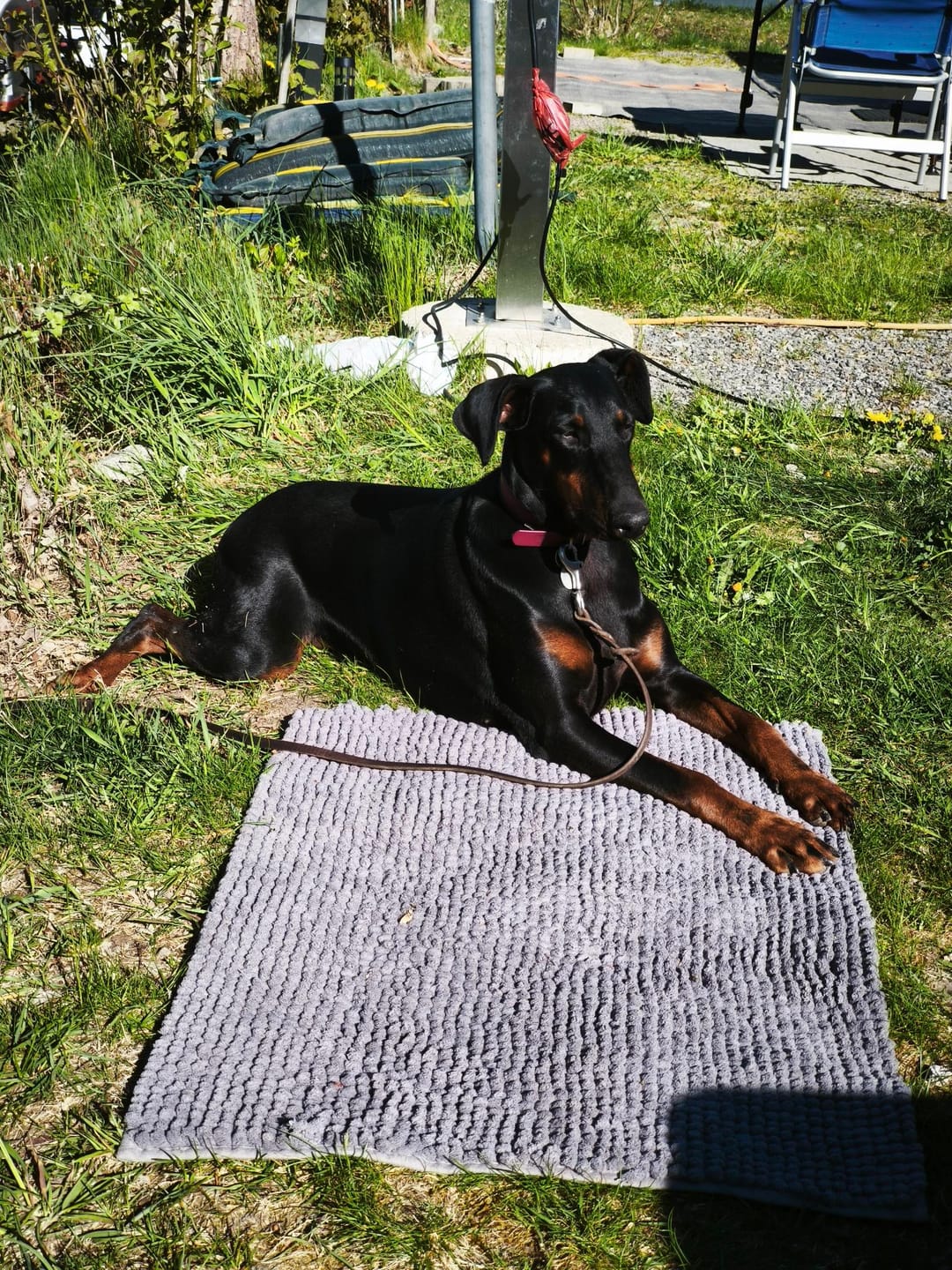 Customer photo review of Wurmtest Basic Hund