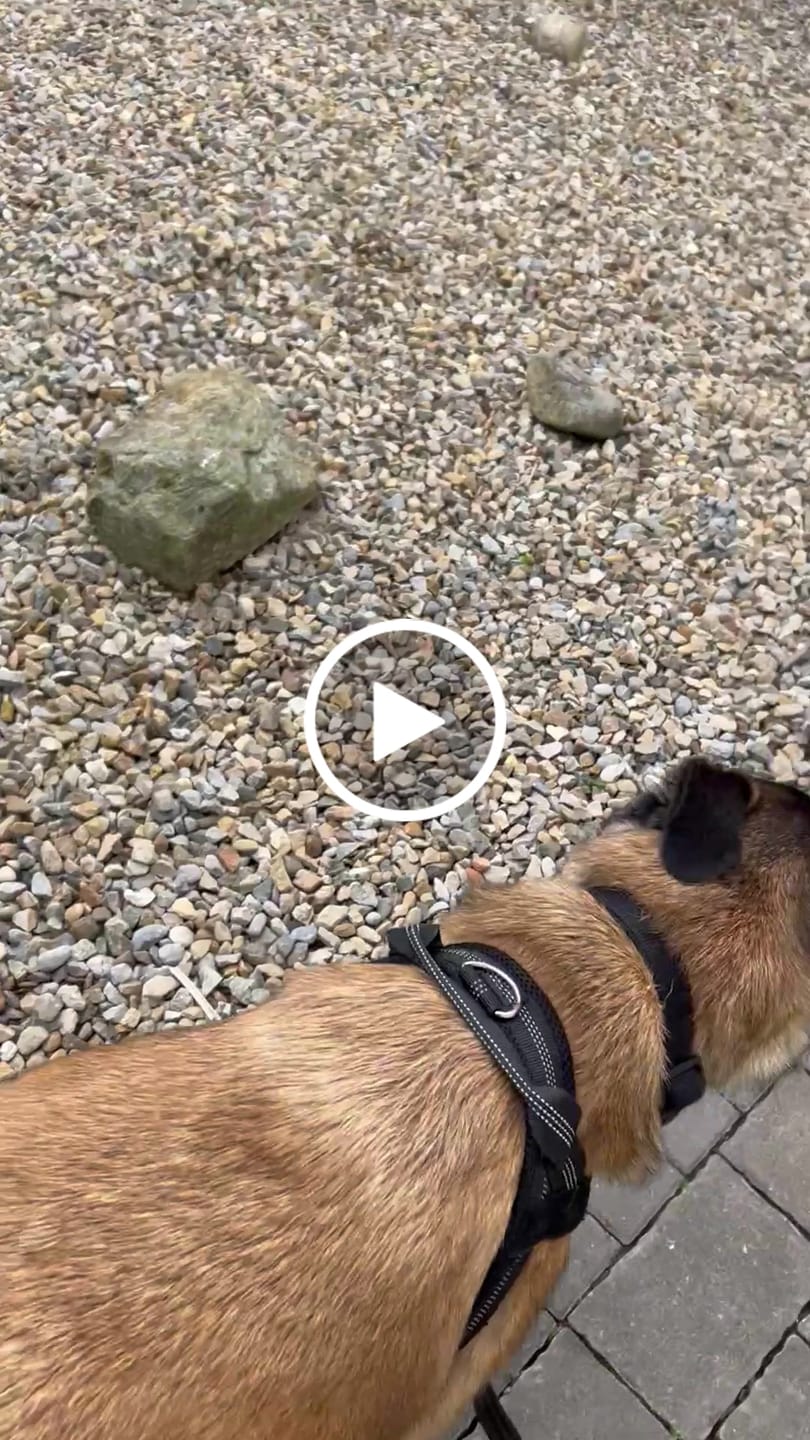 Customer video review of ParoPet No Pull Dog Harness