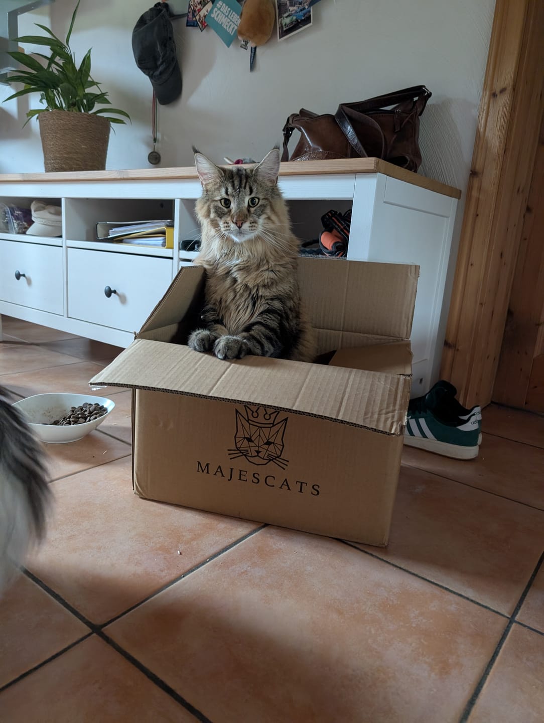 Customer photo review of Naturreines Katzenstreu