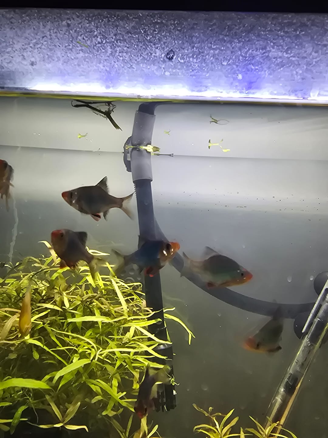 Customer photo review of Jade Tiger Barb (Puntigrus tetrazona)