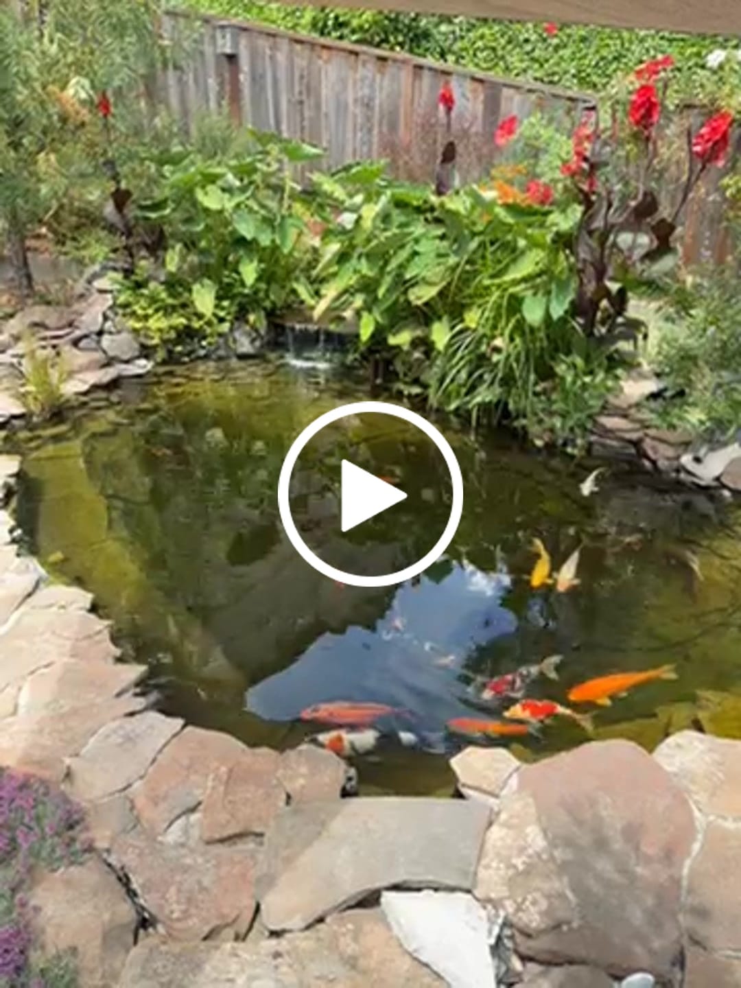 Customer video review of Koi Food - Staple Aisuru Koi™
