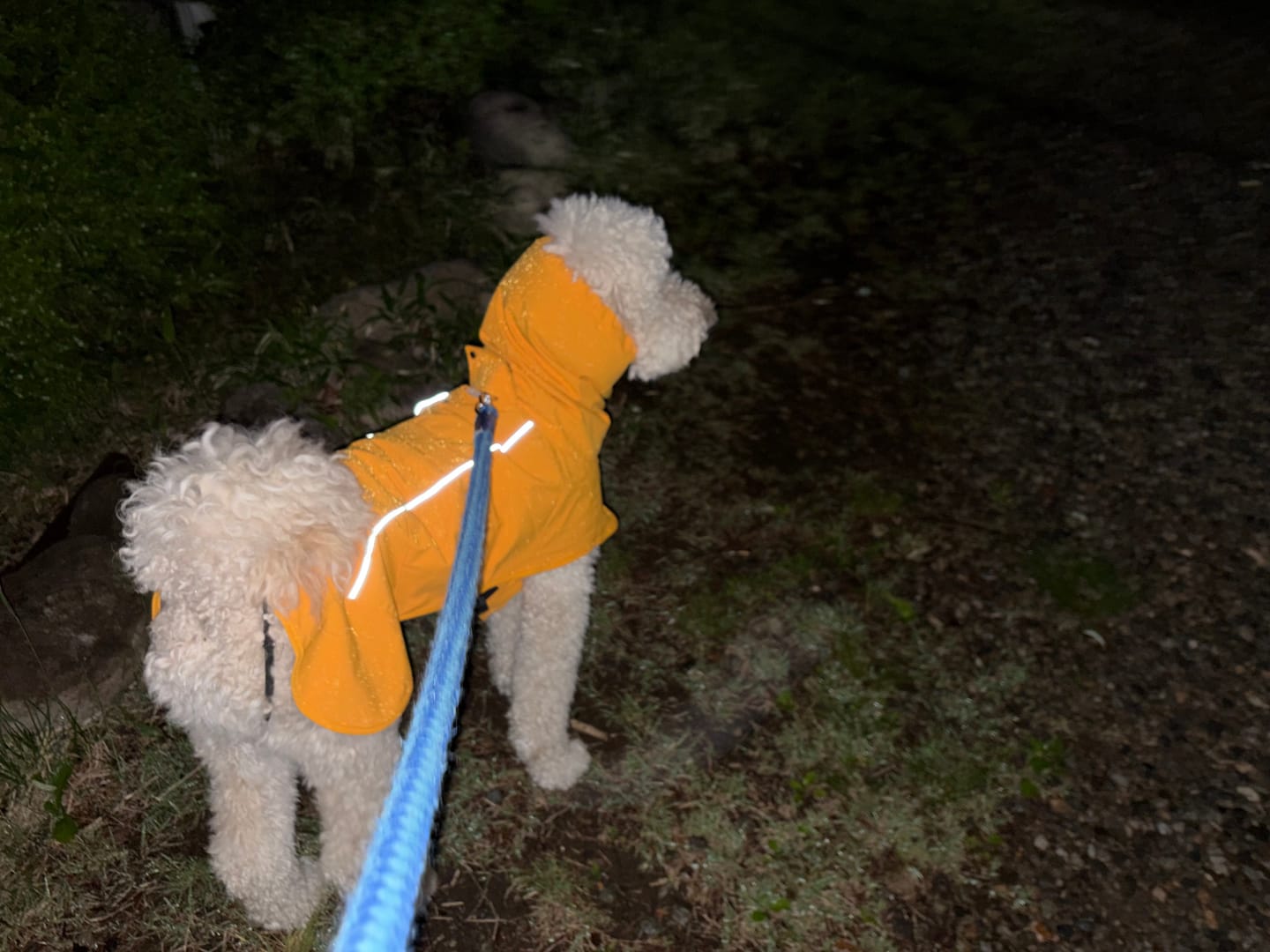 Customer photo review of Breatheshield™ Dog Raincoat (Multi-Color)
