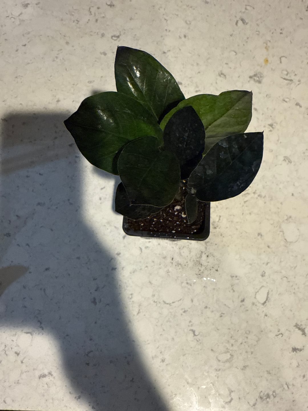 Customer photo review of Raven ZZ plant | Indoor Live Zamioculcas Zamiifolia Raven Plant | Rare Indoor Plant | Zansibar gem | Black ZZ Plant