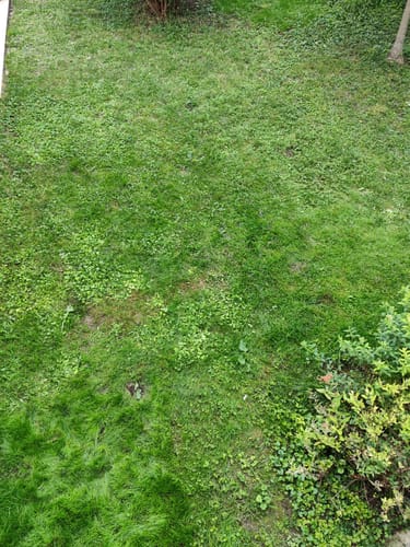 Kundenbild des grünen, aber fleckigen Rasens vor der Anwendung von RASENBLITZ™ - SOMMERDÜNGER.