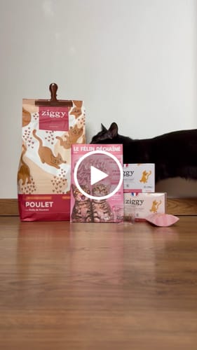 Avis vidéo d'un client sur Croquettes Chaton Sans Céréales - Poulet & Huile de Saumon