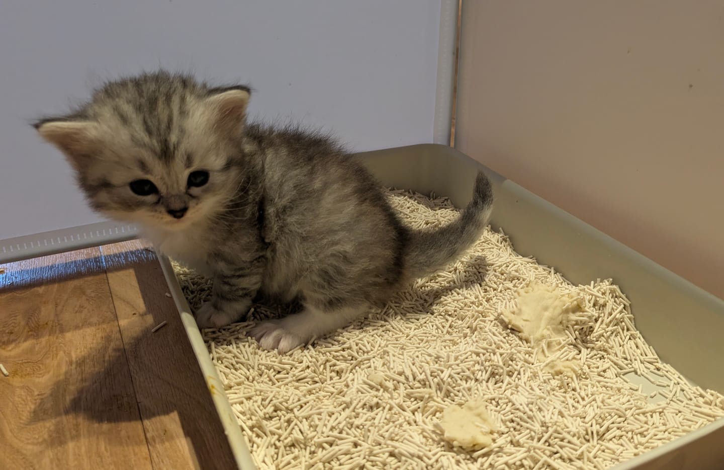 Customer photo review of Katzenstreu Aktion