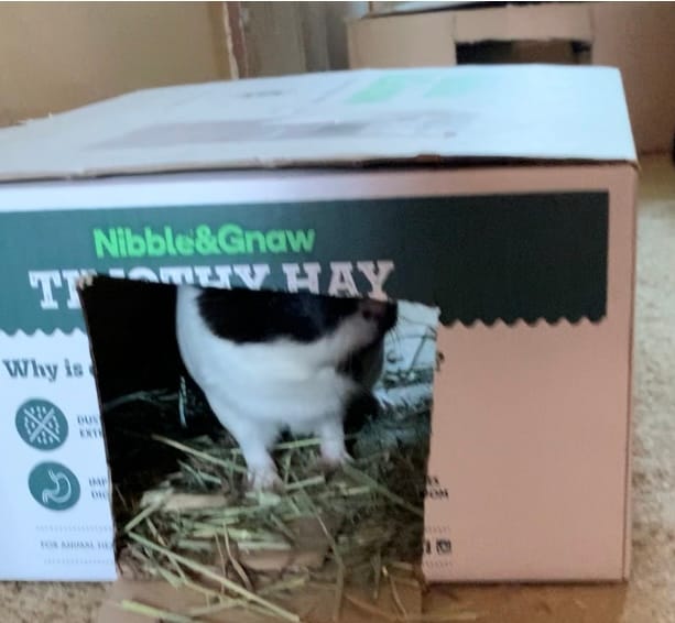 Customer photo review of Second Cut Timothy Hay - Ultra Premium Canadian Hay for Rabbits and Guinea Pigs