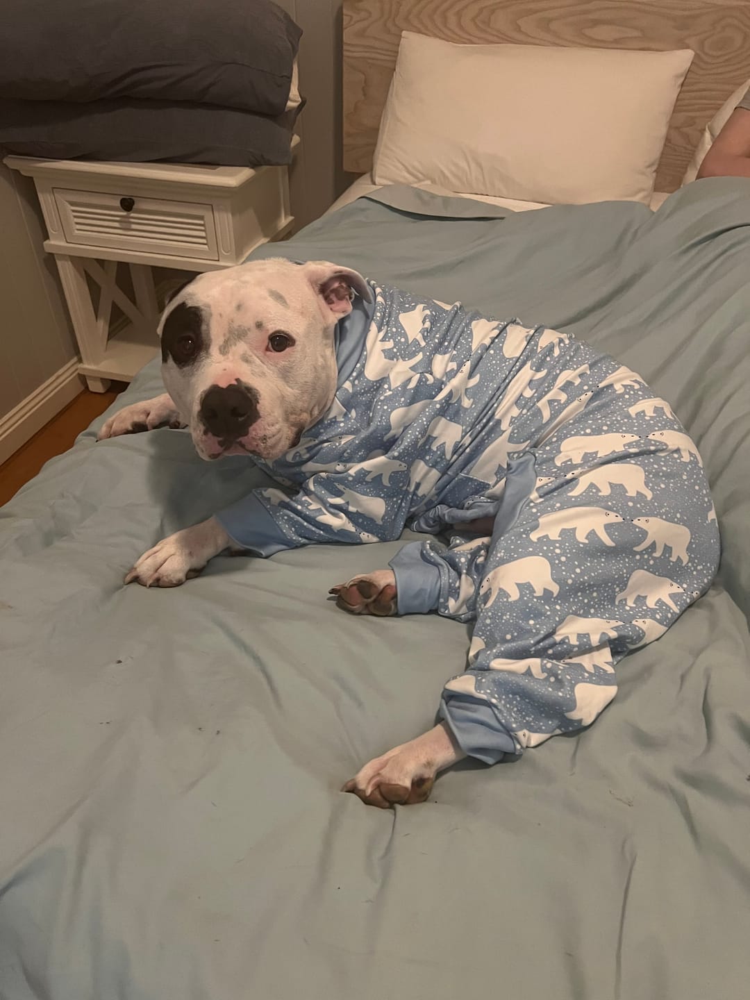 Customer photo review of Dog Pajama - Snowy Polar Bear
