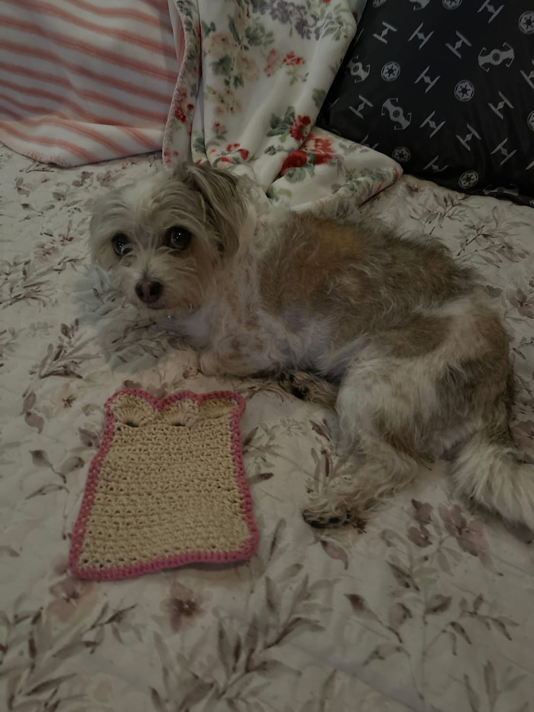 Customer photo review of Mystery Yarn Bundle