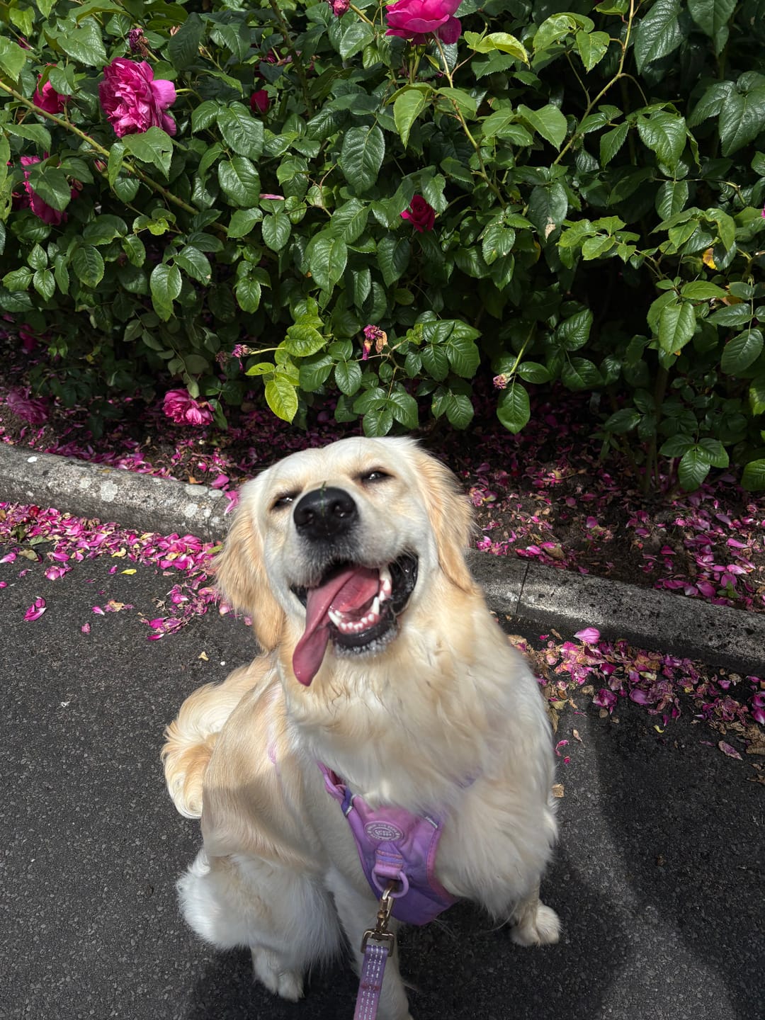 Customer photo review of Trail & Glow Dog Harness - COLOUR DROPS® - Love that for you