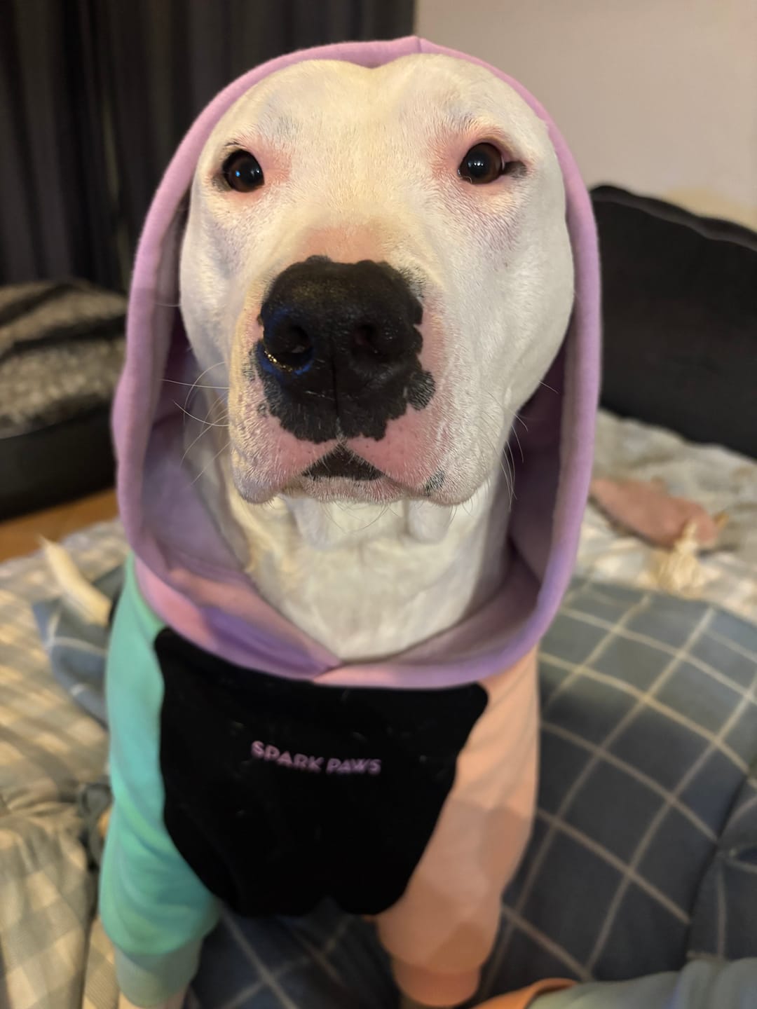 Customer photo review of Cyber Punk Dog Hoodie