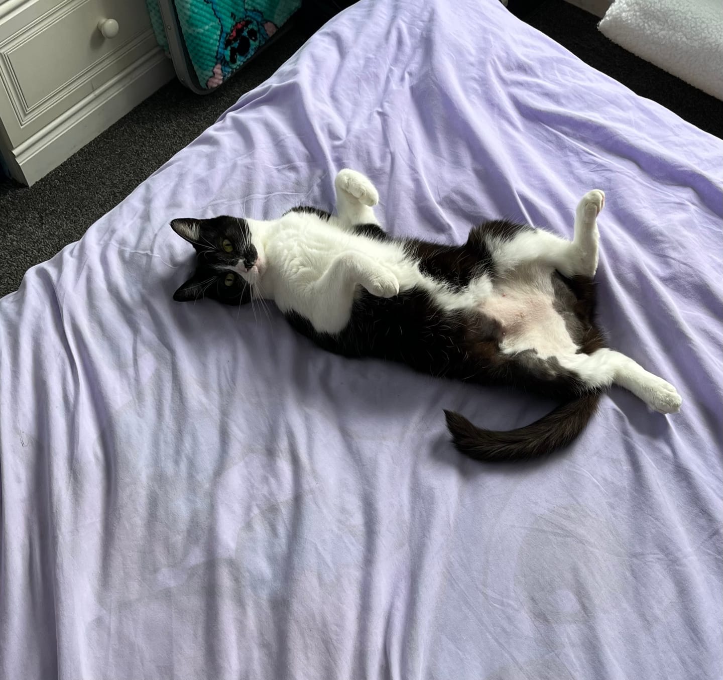 Customer photo review of Cat Duo Pack