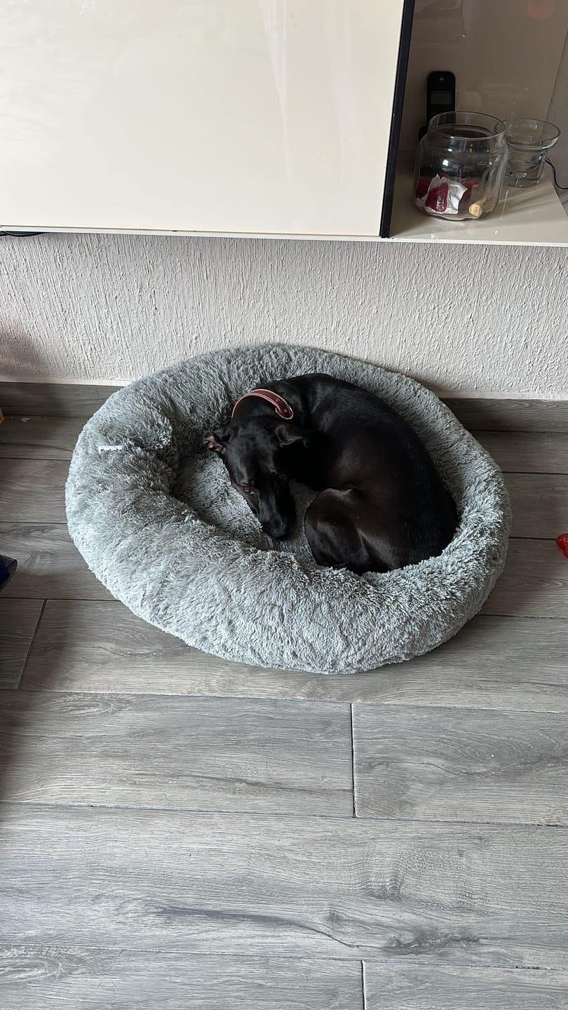 Customer photo review of Cama Antiestrés para Perros