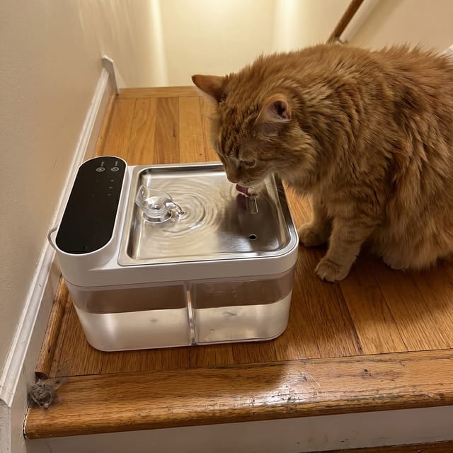 Customer photo review of Purestream AquaOne - Automatic Cat Fountain