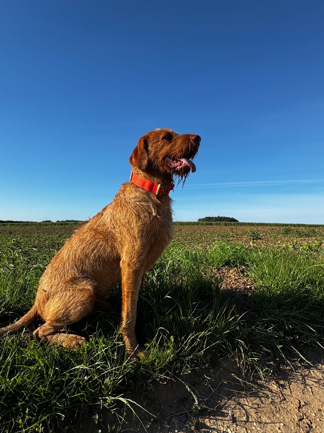 Customer photo review of 4cm LIGHTER Combat® Collar | With Handle & Secure Clip - Burnt Orange X Khaki
