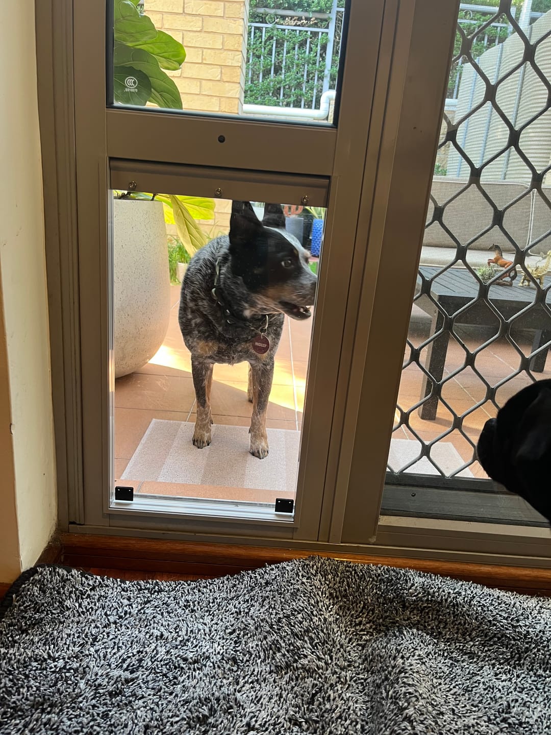 Customer photo review of Pet Door Inserts