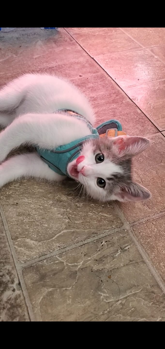 Customer photo review of Escape-Proof Cat Harness + Leash