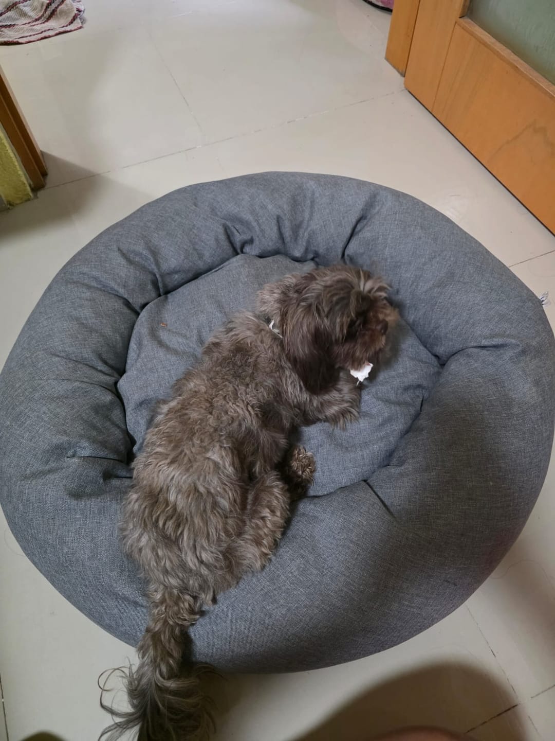 Customer photo review of Funda Lino para Cama Antiestrés para Perros
