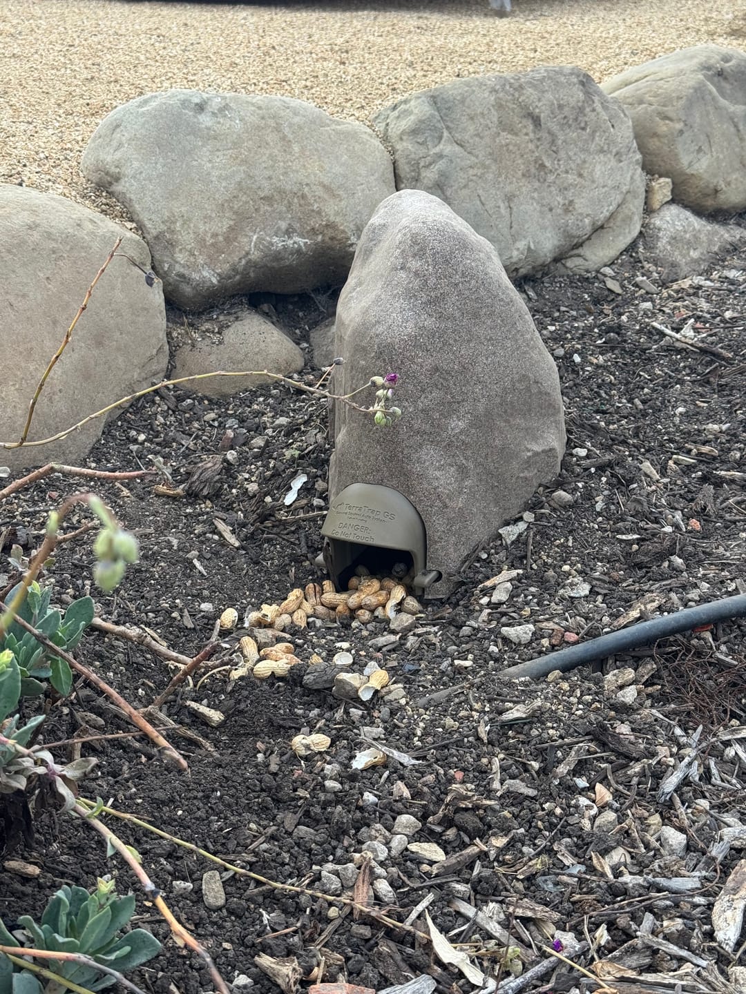 Customer photo review of TerraTrap Ground Squirrel Kit