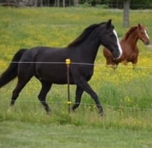 Customer photo review of Horse Lover Sport Jacket