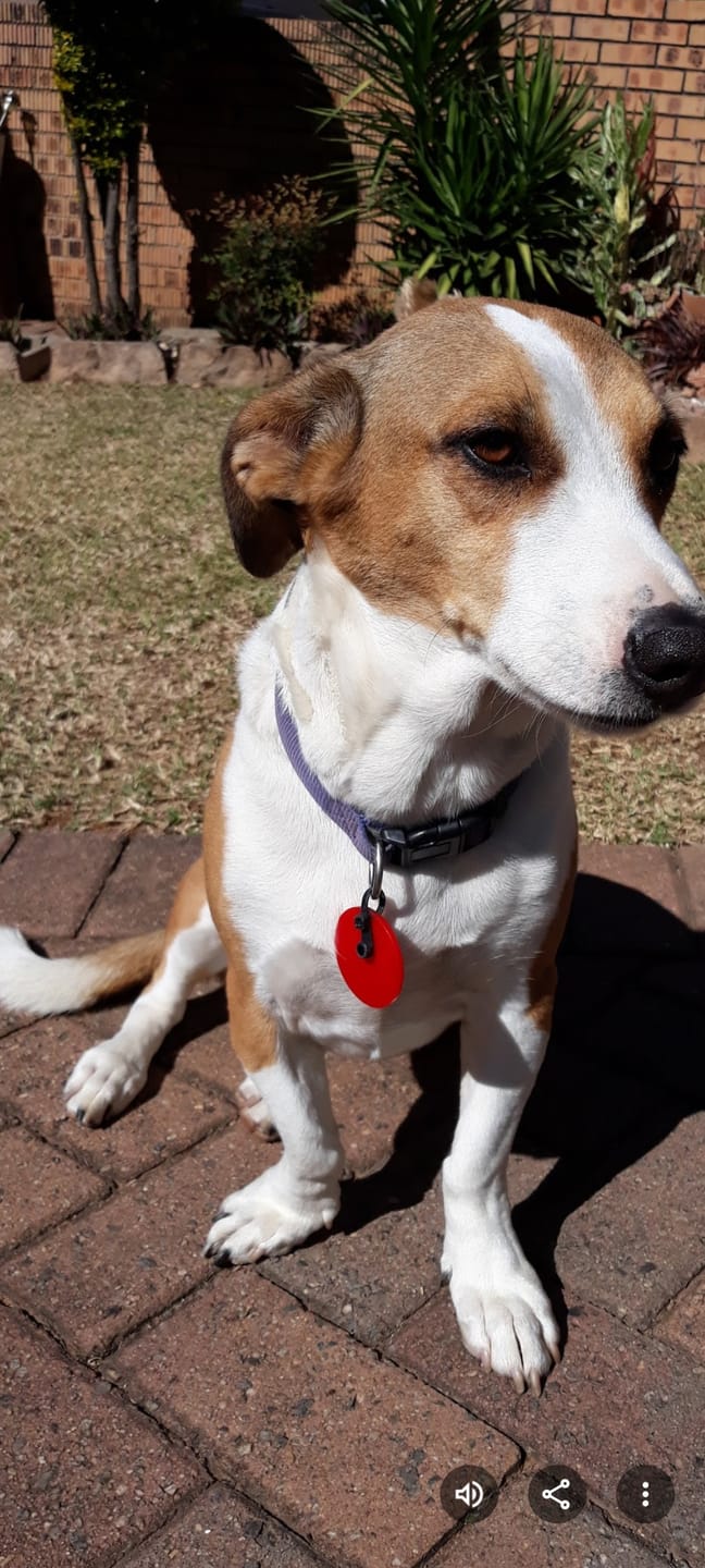 Customer photo review of FlexCare (Joint & Movement Support For Dogs)