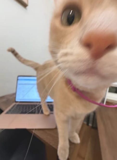 Customer photo review of Acoraza: Protege a tu michi de pulgas por 12 meses sin envenenar su sangre