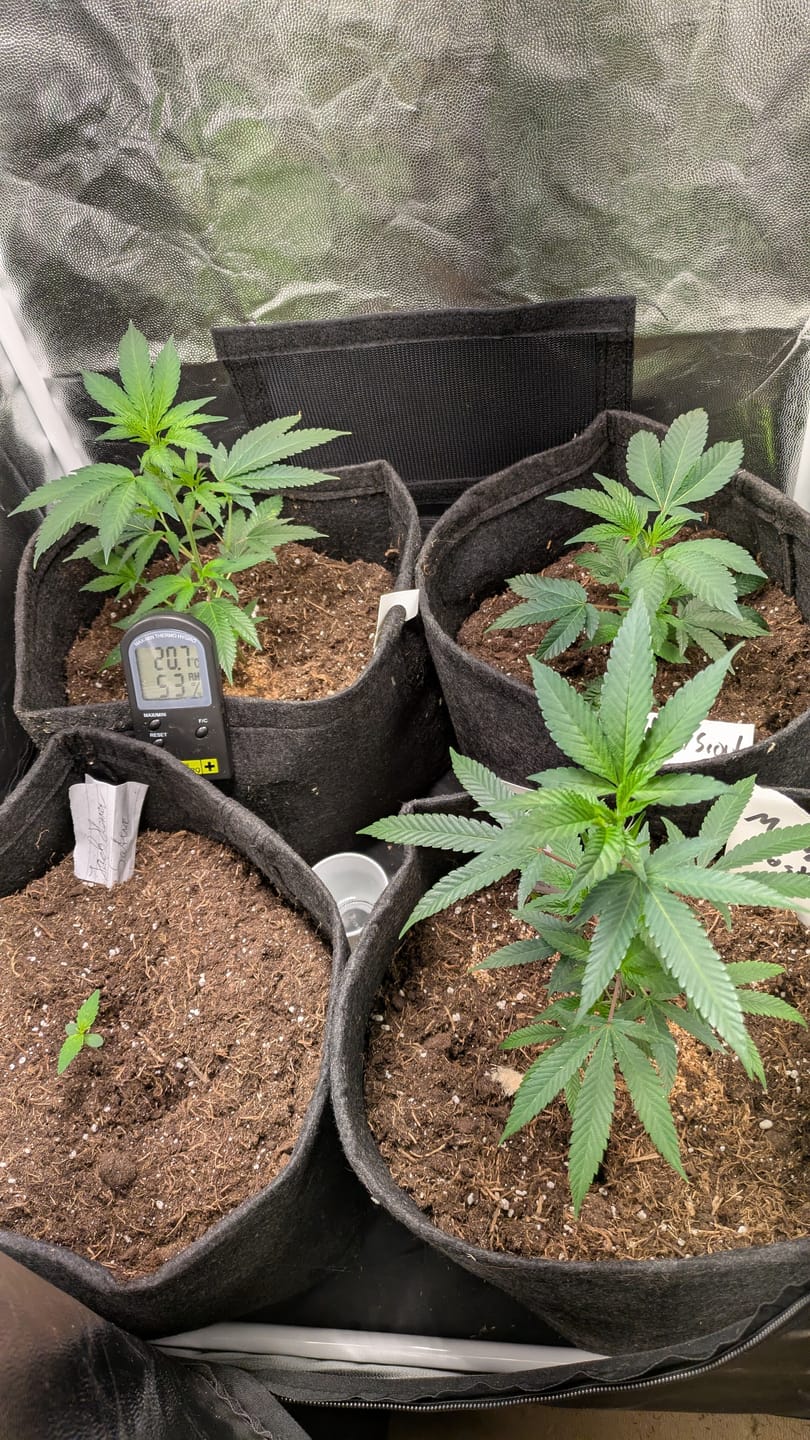 Customer photo review of Einsteiger Set THC Stecklinge
