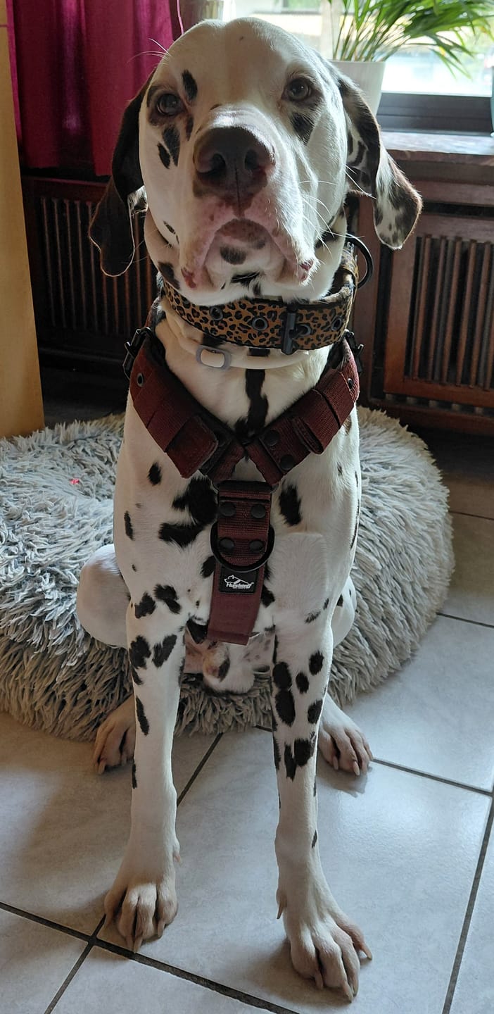 Customer photo review of Hundsele med namn