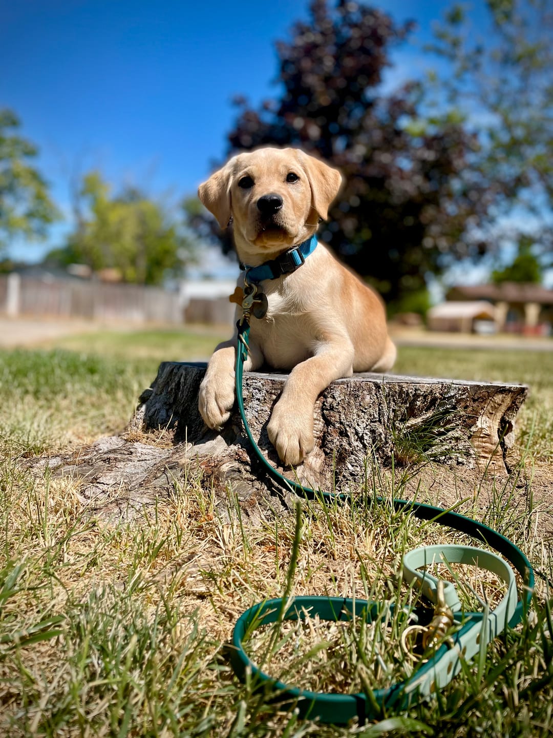 Customer photo review of Cedar - Classic Biothane Dog Leash