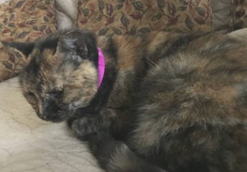 Customer photo review of Acoraza: Protege a tu michi de pulgas por 12 meses sin envenenar su sangre