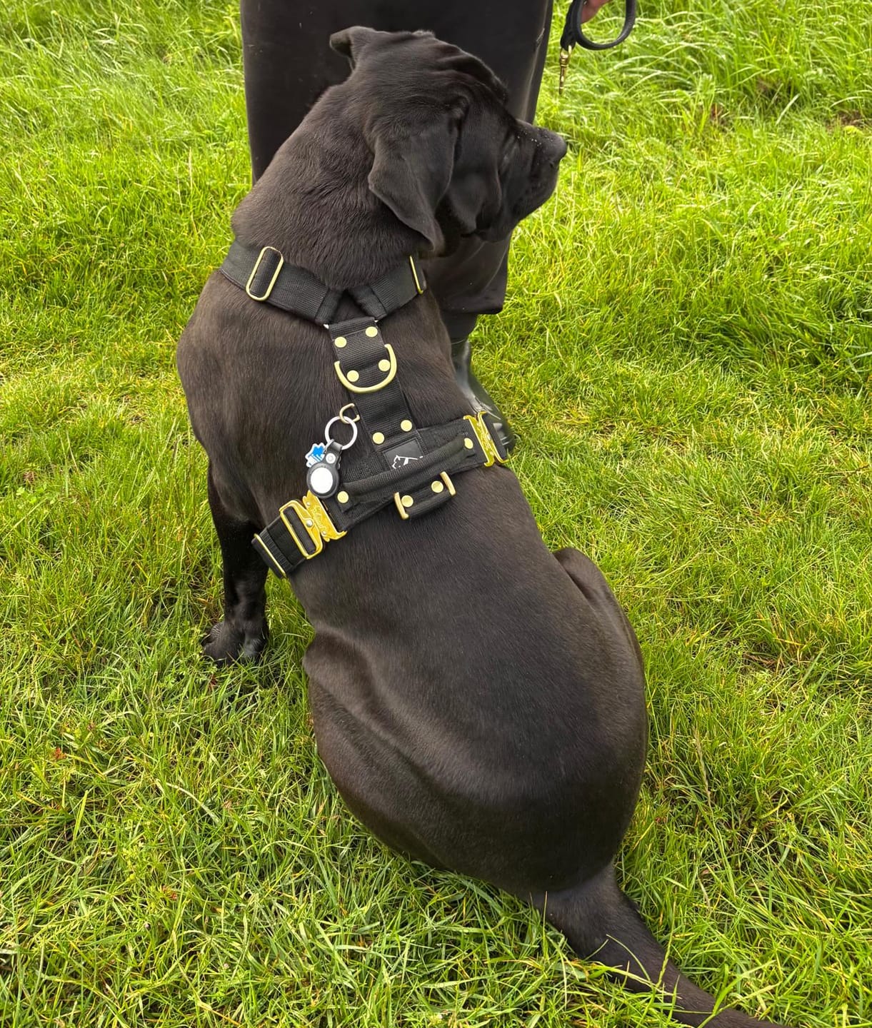 Customer photo review of Easy Walk Extreme Gold Buckle Svart - Sele med snabbspänne