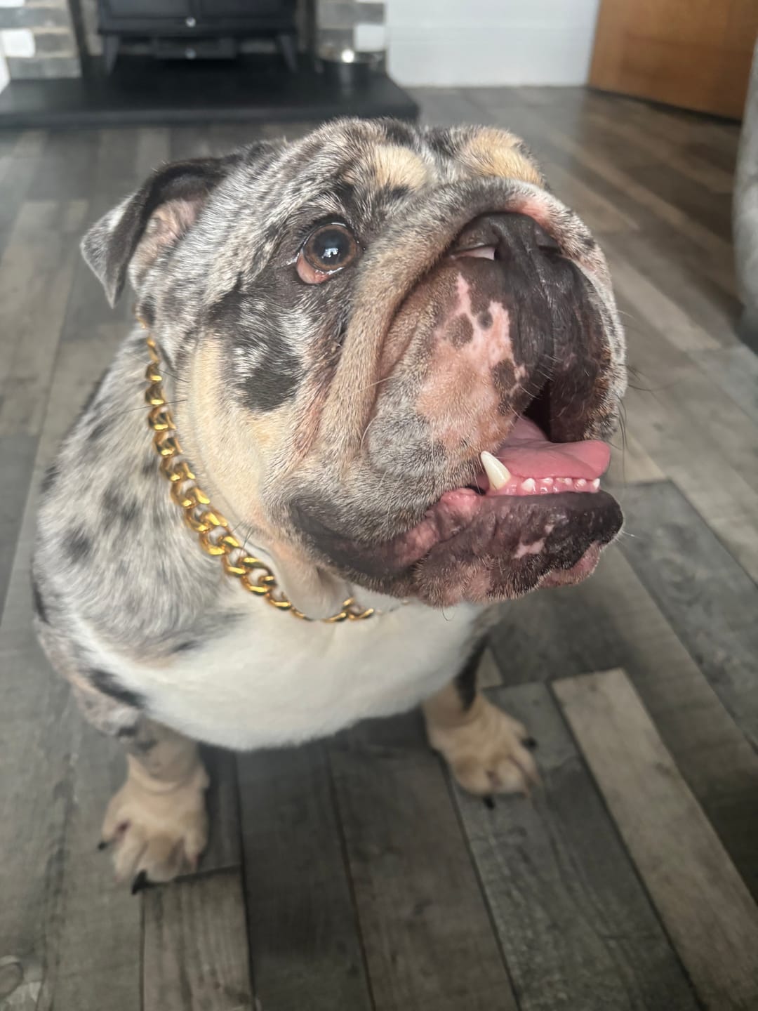 Customer photo review of Cuban Link Chain Dog Collar - Gold
