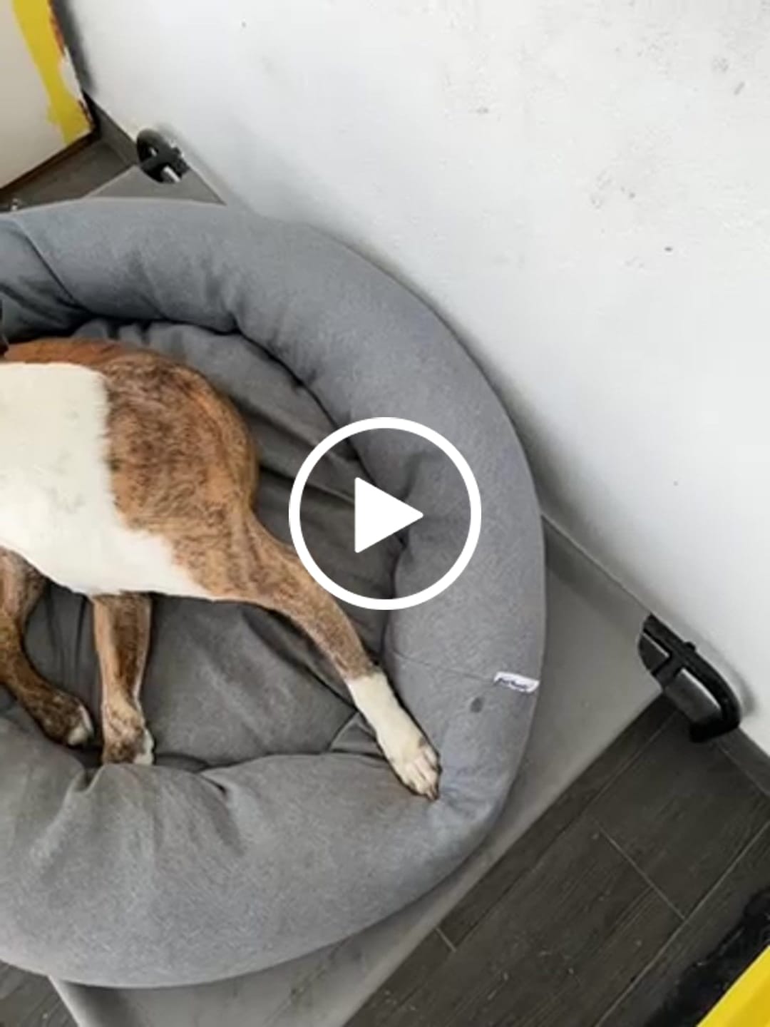 Customer video review of Funda Lino para Cama Antiestrés para Perros