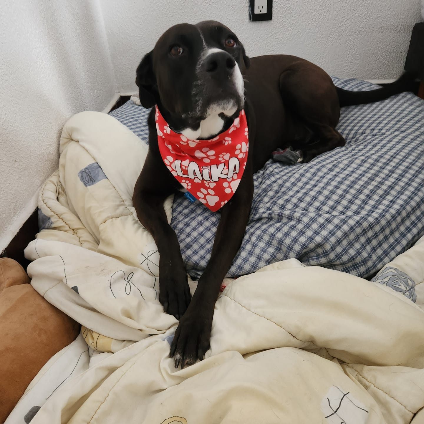 Customer photo review of Bandana Personalizada: Huellitas
