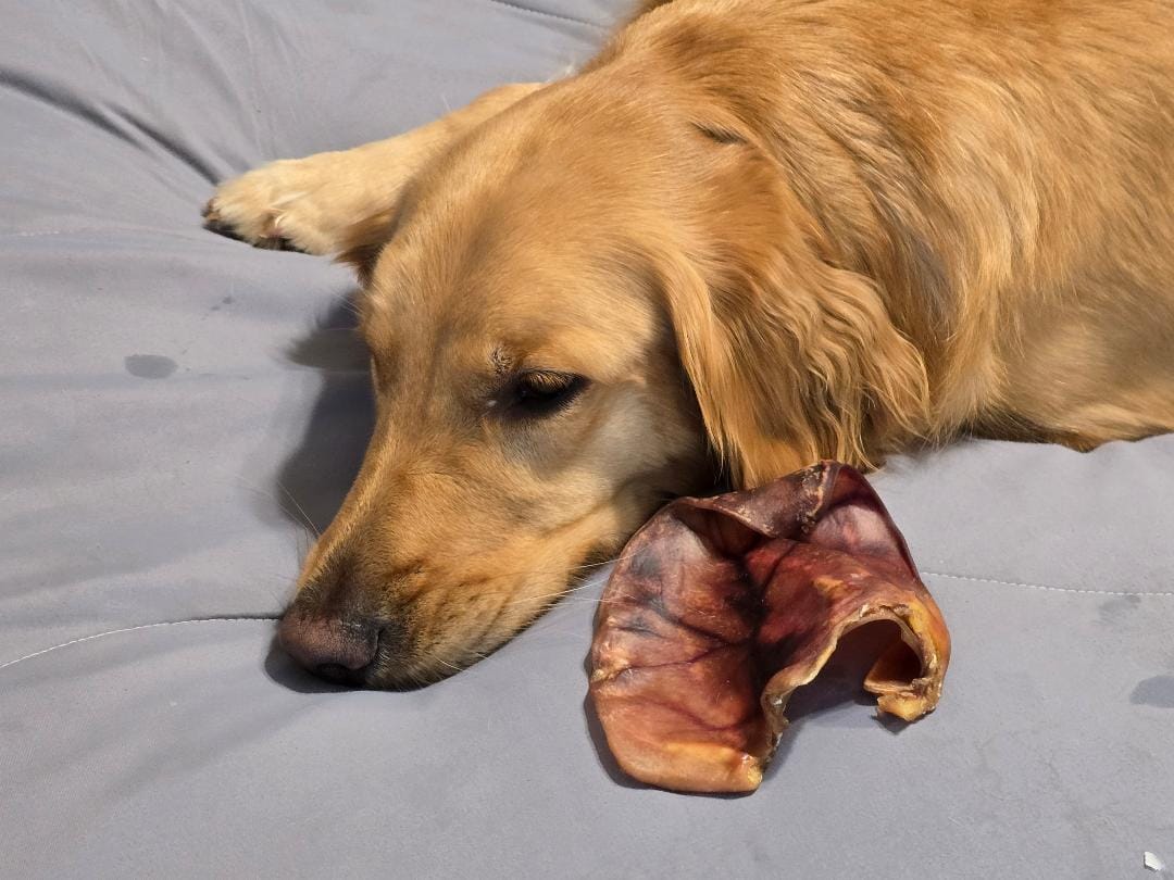 Customer photo review of Braided Bully Sticks