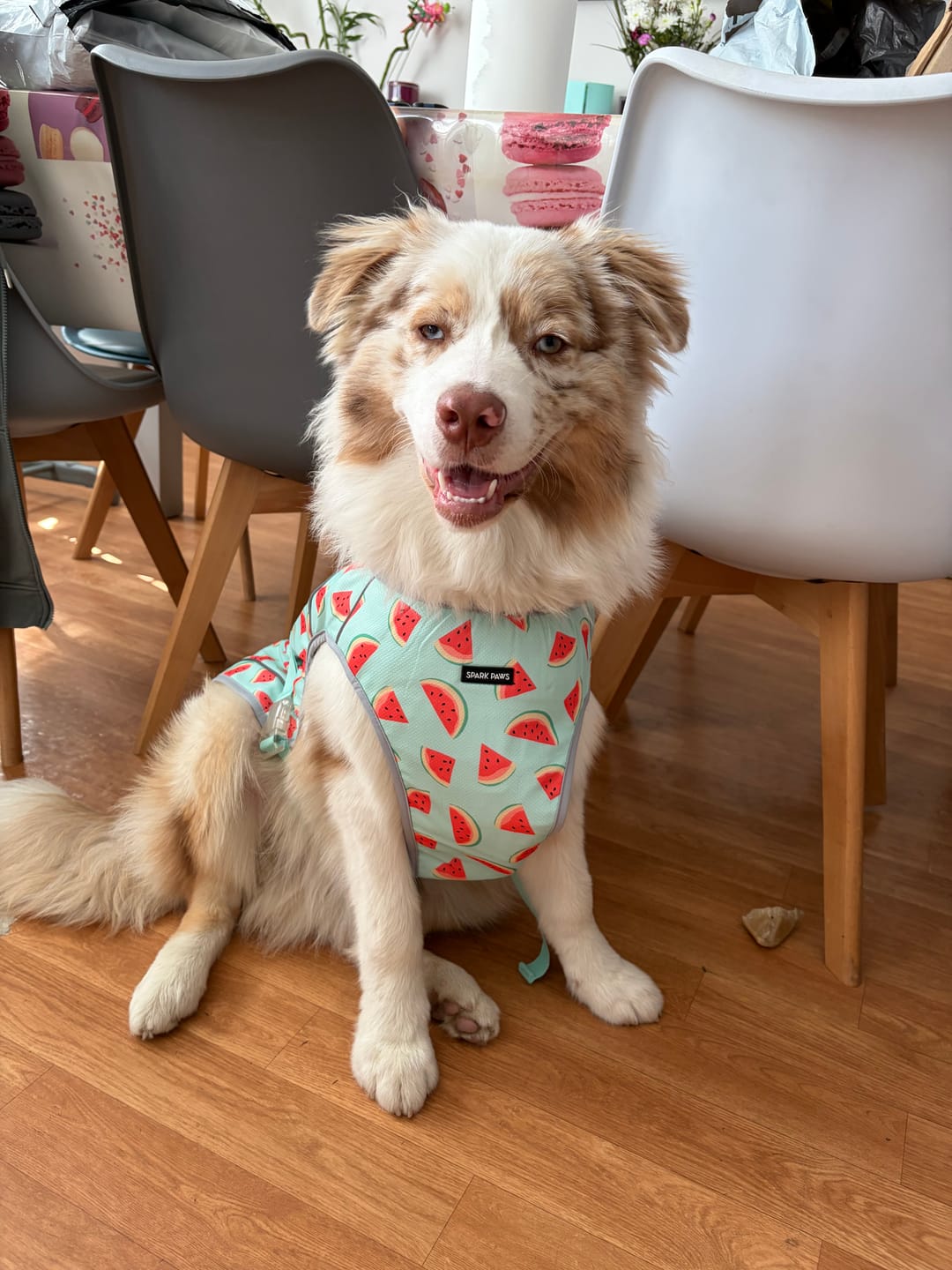 Customer photo review of Chilltech™ Dog Cooling Vests