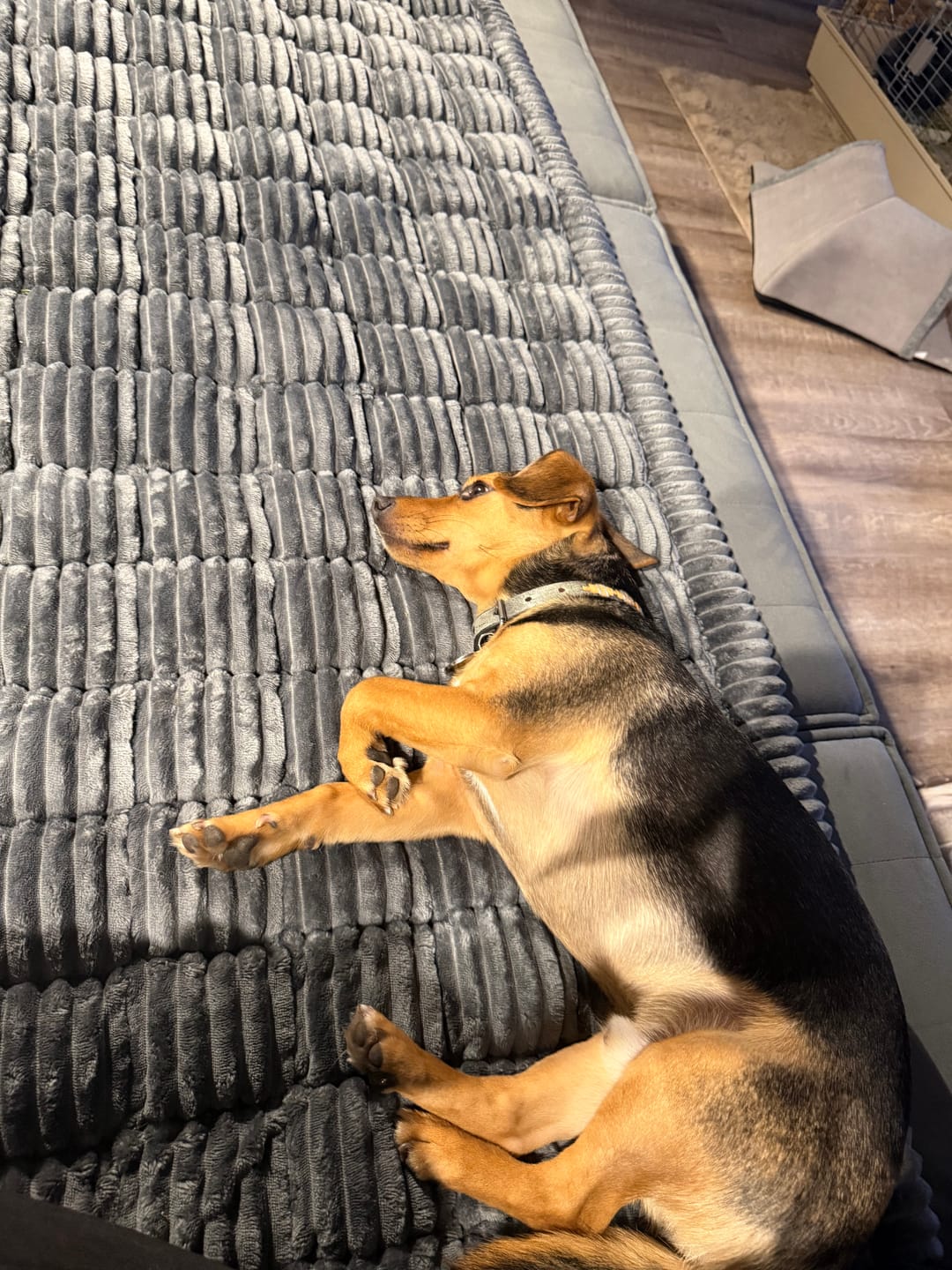Customer photo review of Majestuoso · Protector Premium para Sofá