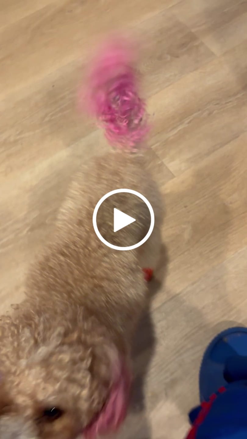 Customer video review of WagWellies® Mojave Neon Orange