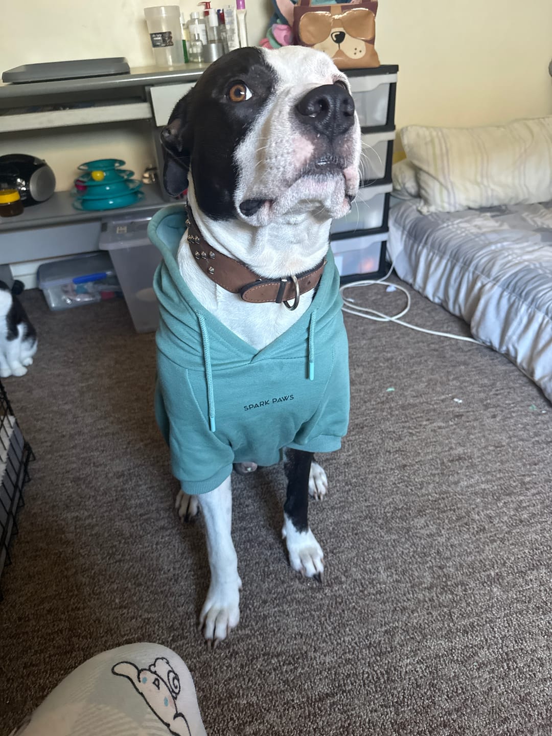 Customer photo review of Essential Dog Hoodie - Teal
