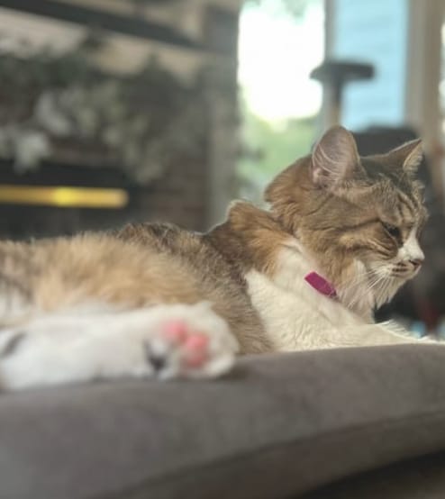 Customer photo review of Acoraza: Protege a tu michi de pulgas por 12 meses sin envenenar su sangre