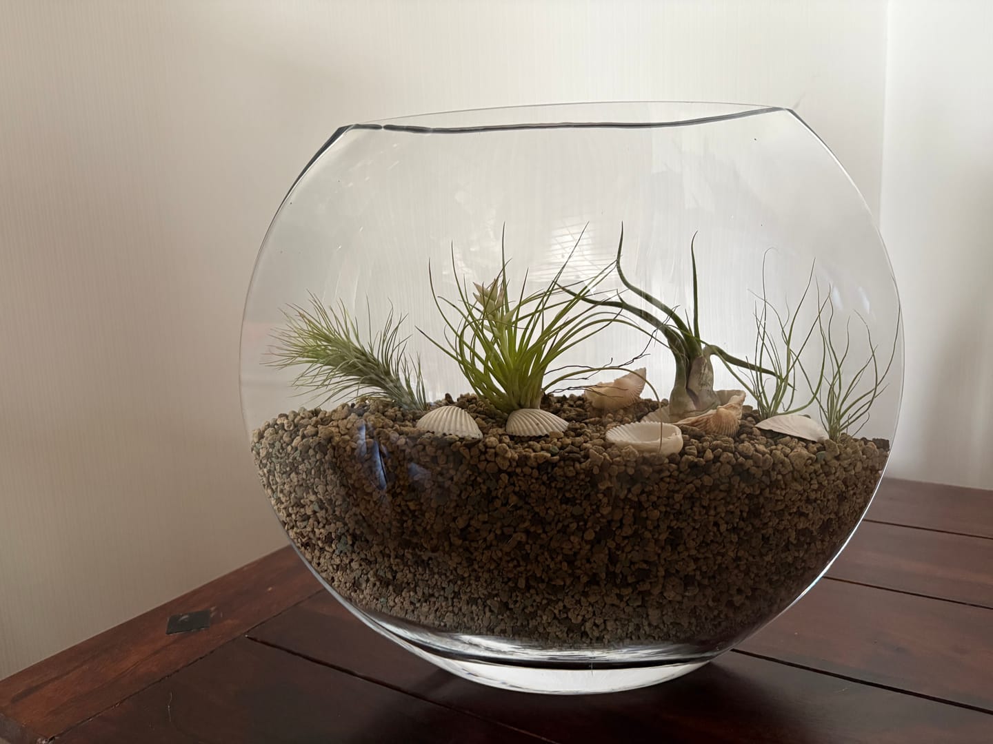 Customer photo review of Tillandsia ionantha