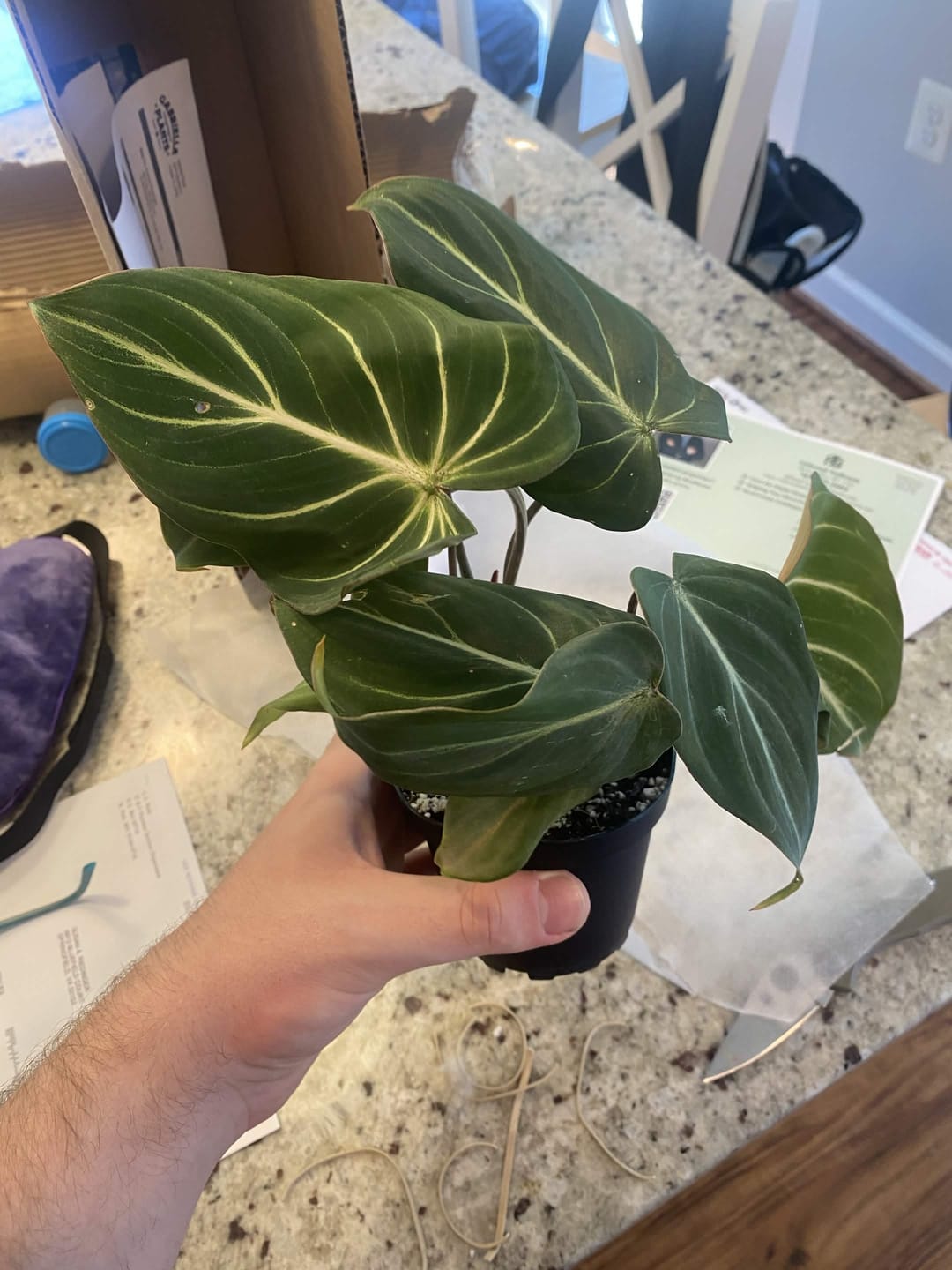 Customer photo review of Philodendron gloriosum