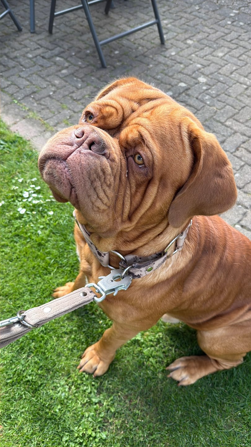 Customer photo review of Multi Guard Leash Camo Beige - Multi-väktarkoppel