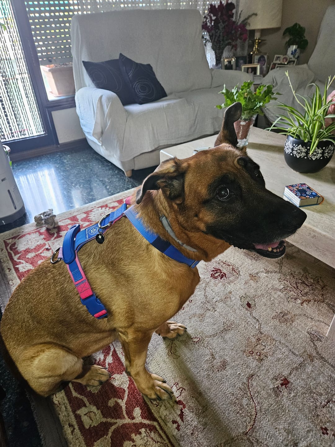 Customer photo review of Comfort Control No-Pull Dog Harness - Snow Cone