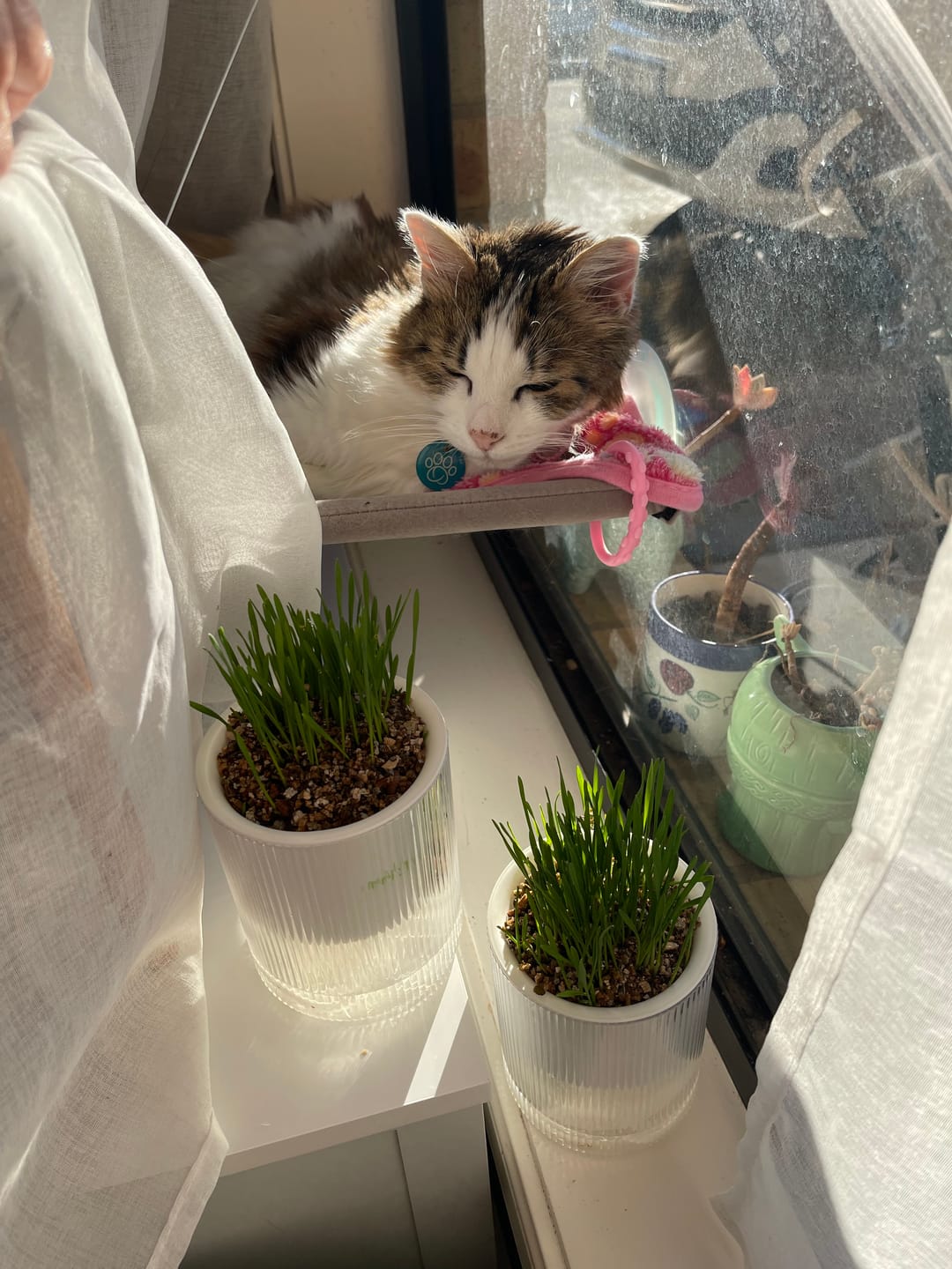 Customer photo review of Michu Cat Grass Seed Replacement Pack - The Ultimate Solution for Lush and Healthy Cat Grass Growth in Australia