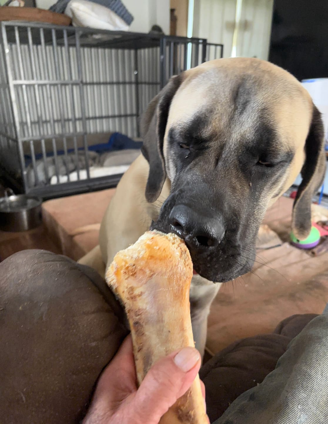 Customer photo review of Ostrich Hip Bone (12" x 5"x 3”): The Durable, Flavor-Packed Chew for Medium & Large Dogs