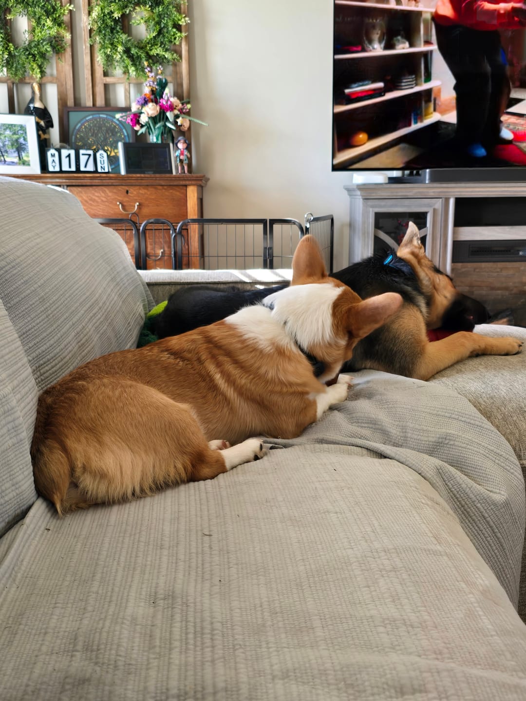 Customer photo review of Pig Ears