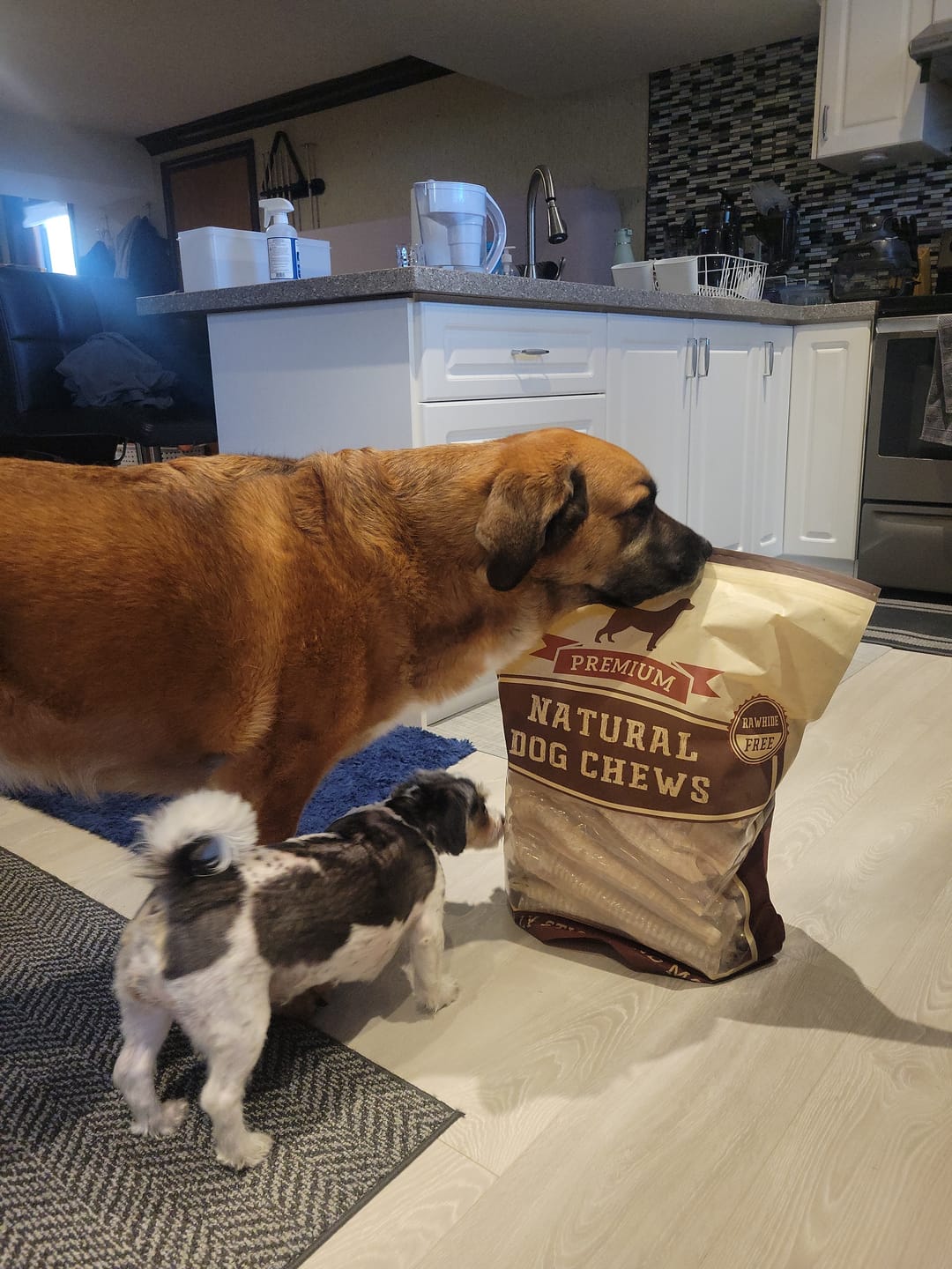 Customer photo review of 12 Inch Beef Trachea