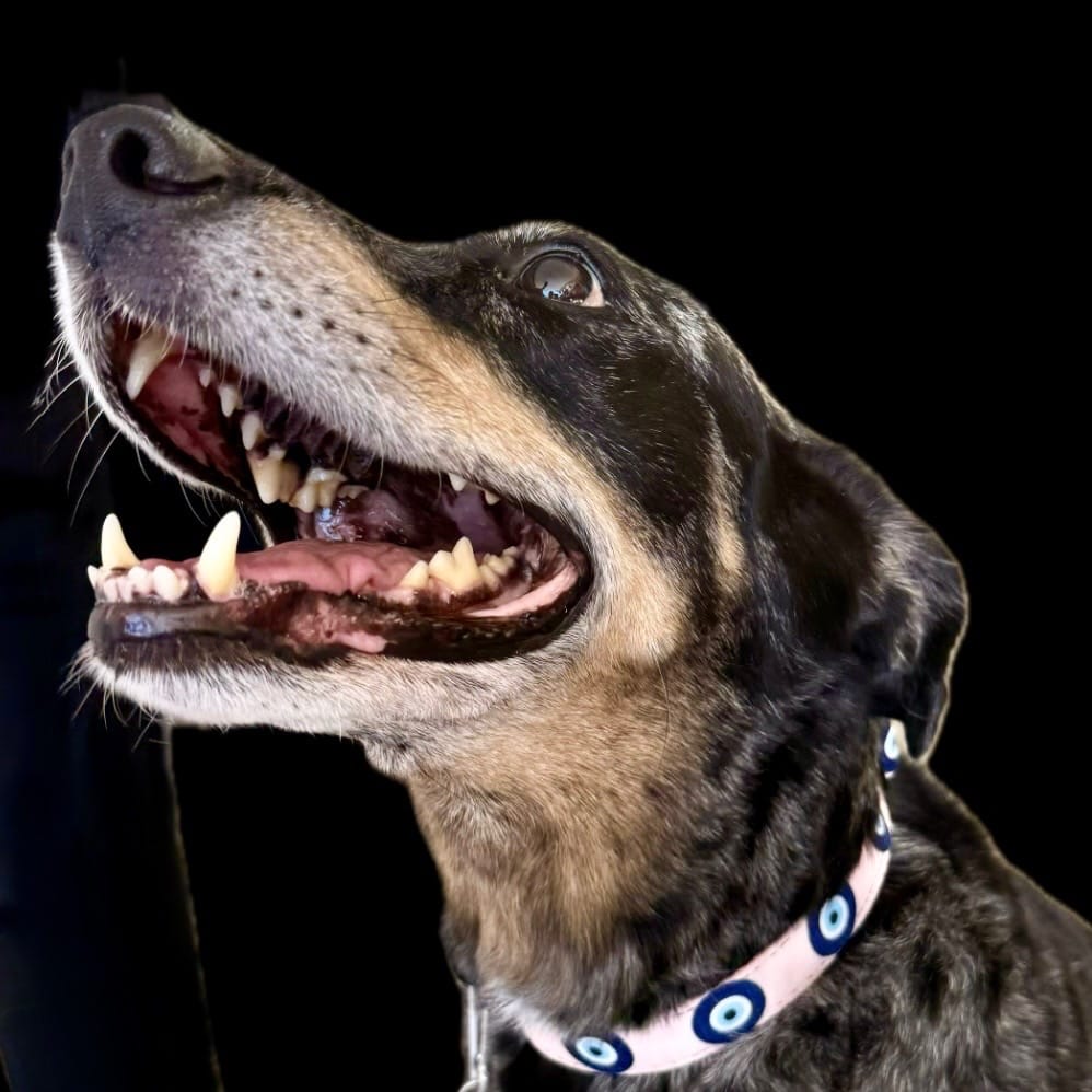 Customer photo review of Evil Eye Protection Dog Collar (Pink) — Shield Your Pup's Spirit