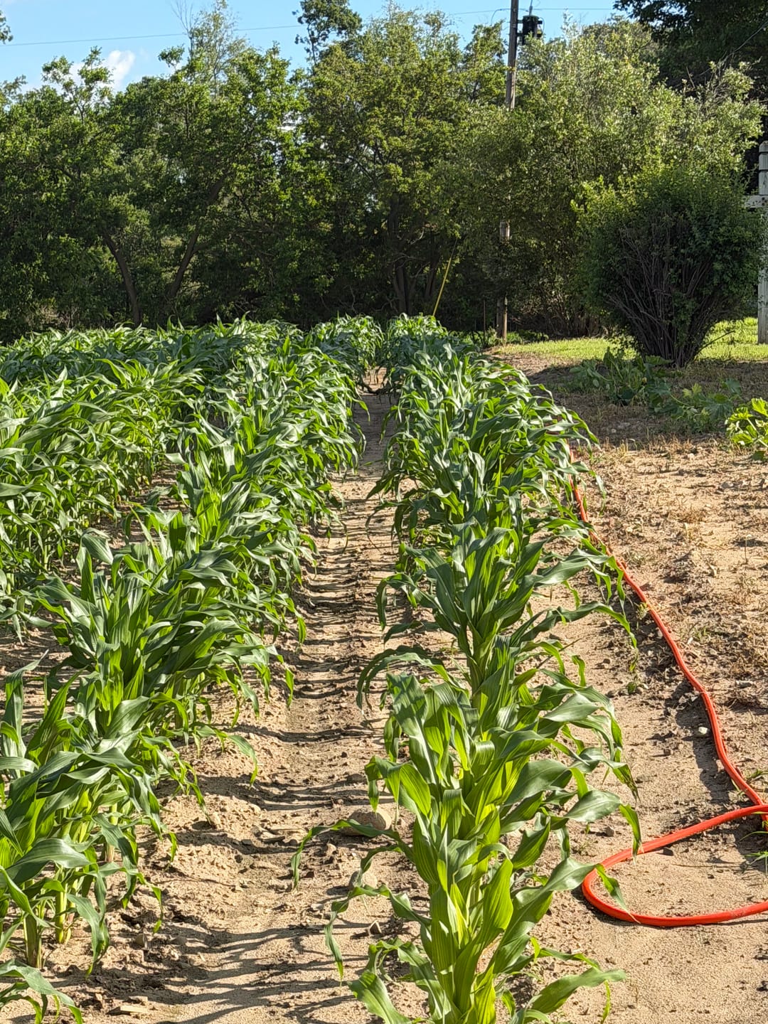 Customer photo review of *Quick Trip Attribute II Sweet Corn (Roundup Ready)